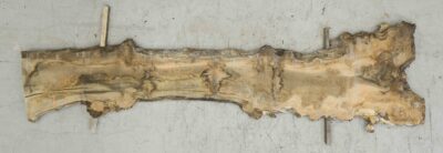 Elm (English Wych) Board BA6572