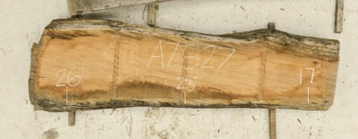 Myrtle (Tasmanian) Board BA7827