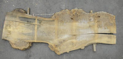 Elm (English Wych) Board BA8812