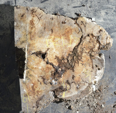 Maple (Big Leaf) Board BB2517