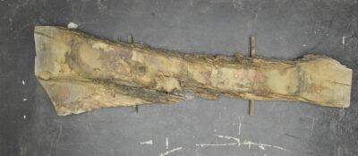 Chestnut (European) Board BB3693