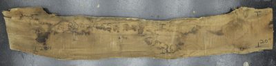 Myrtle (American) Board BD02465